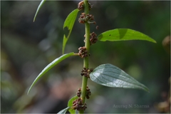 Pouzolzia auriculata